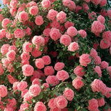 Deep Pink Climbing Roses Live Plants 7 Months Old, Rose Bushes Ready to Plant 5-9" Tall, Very Fragrant, Can Grow As Climber or Bush Tree or Trellises, Walls, Fences