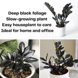 Black ZZ Plant, 3 Inch Pot - Black Zz Live Houseplant Potted for Home Garden, Office, Rare Tropical Plants