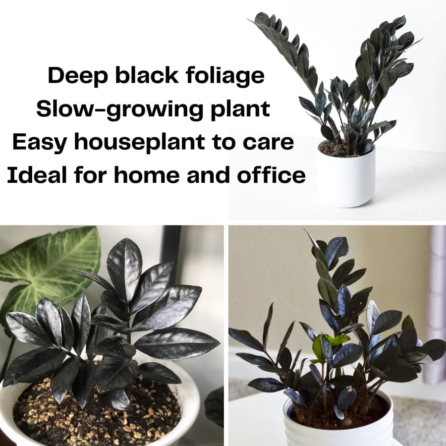 Black ZZ Plant, 3 Inch Pot - Black Zz Live Houseplant Potted for Home Garden, Office, Rare Tropical Plants