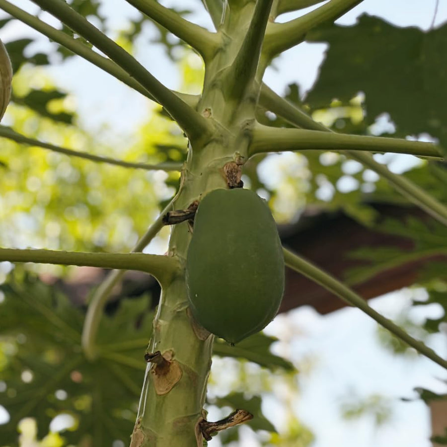 Papaya Tree Live Plant, Tropical Papaya Fruit Tree, 4-8 Inches Tall, Sweet Plant Starter for Outdoor Garden