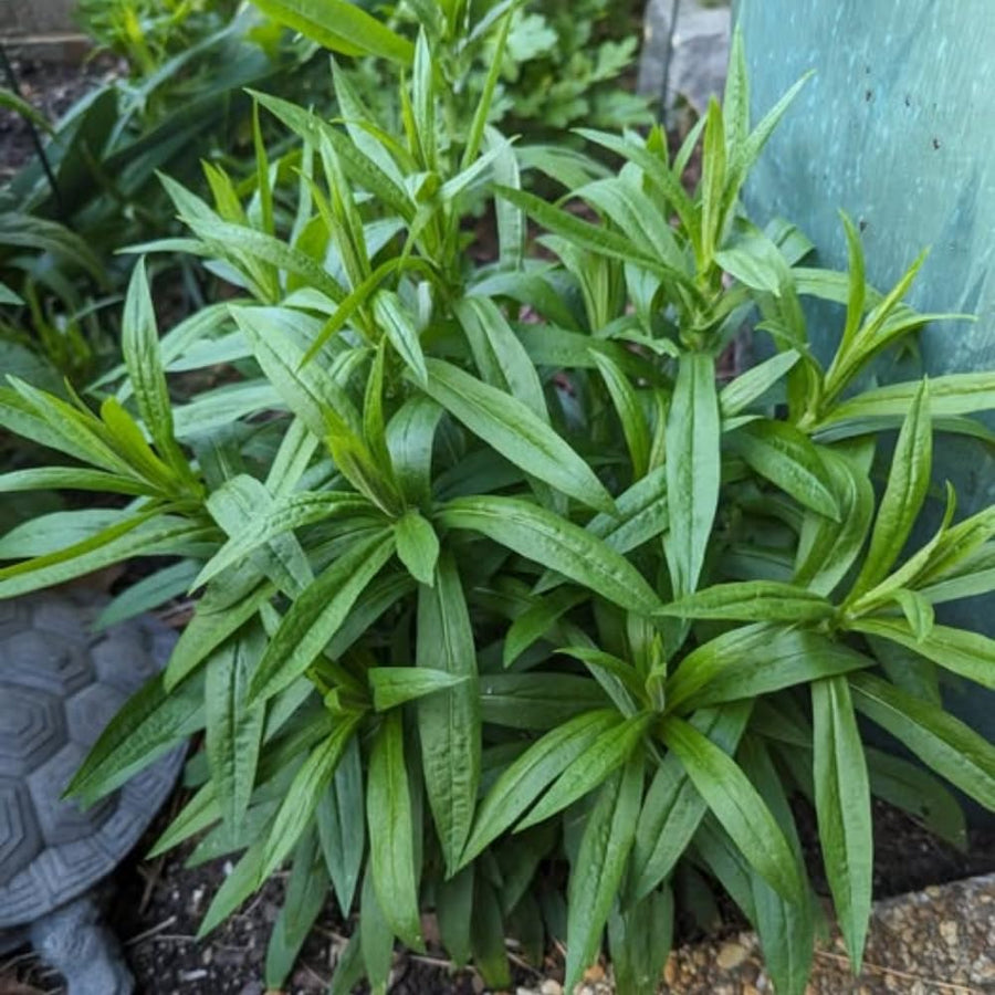 2 Mexican Tarragon Live Plant, 4-6 Inches Tall, Culinary Herb, Well Rooted Mexican Tarragon Plant for Herb Gardens and Containers