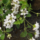 Pack 2 Lantana Live Plants, White Trailing Lantana Flowering Plants 4-8 Inches, Ready to Plant Outdoor
