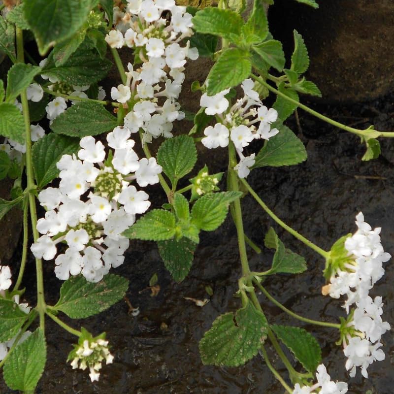 Pack 2 Lantana Live Plants, White Trailing Lantana Flowering Plants 4-8 Inches, Ready to Plant Outdoor