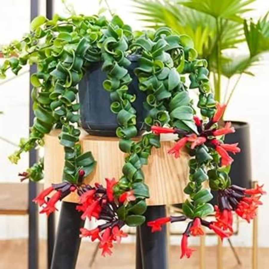 Rare Twisted Curly Lipstick Plant Live, Aeschynanthus Lipstick Houseplant in 3" Potted, Indoor Outdoor Trailing Plants
