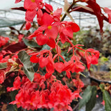 Angel Wing Begonia Live Plant, Polka Dot Begonia Maculata Plants, 4-7" Starter Indoor Outdoor Houseplant Décor, Air-Purifying and Easy Care, Bold Red Begonia with Striking Flowers