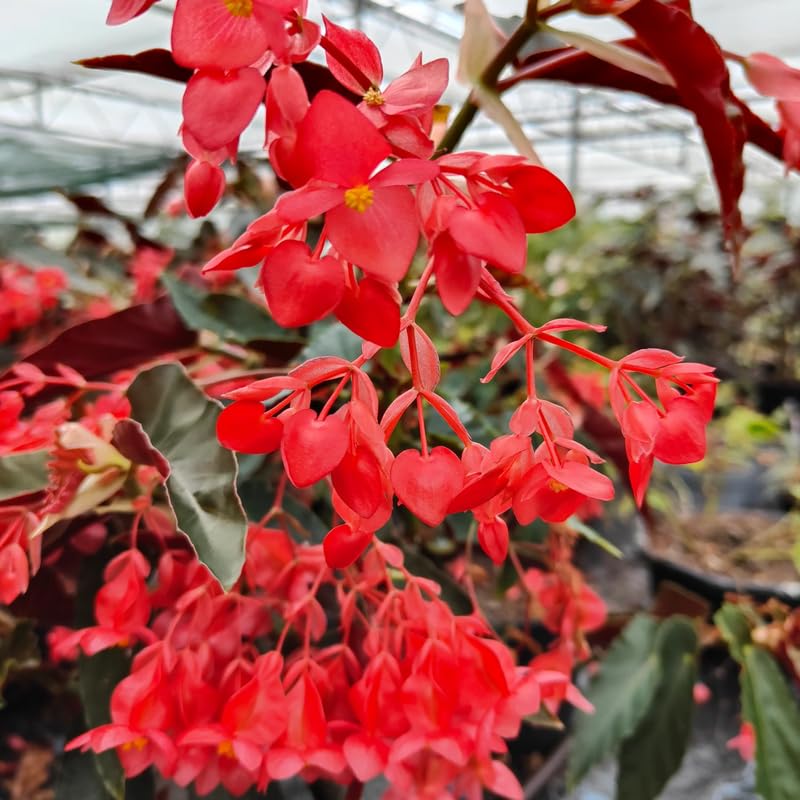 Angel Wing Begonia Live Plant, Polka Dot Begonia Maculata Plants, 4-7" Starter Indoor Outdoor Houseplant Décor, Air-Purifying and Easy Care, Bold Red Begonia with Striking Flowers