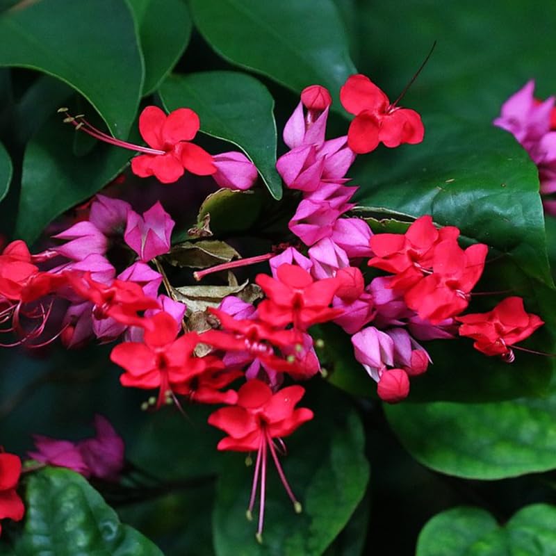 2 Red Purple Bleeding Heart Vine 5 to 9 Inch Tall, Clerodendrum Bleeding Heart Plants Live Well Rooted, Ornamental Flowers