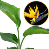 Bird of Paradise Plant Live, 5" to 12" Tall, Established Roots, Strelitzia Reginae Live Plant Houseplant Indoor Outdoor (Yellow)