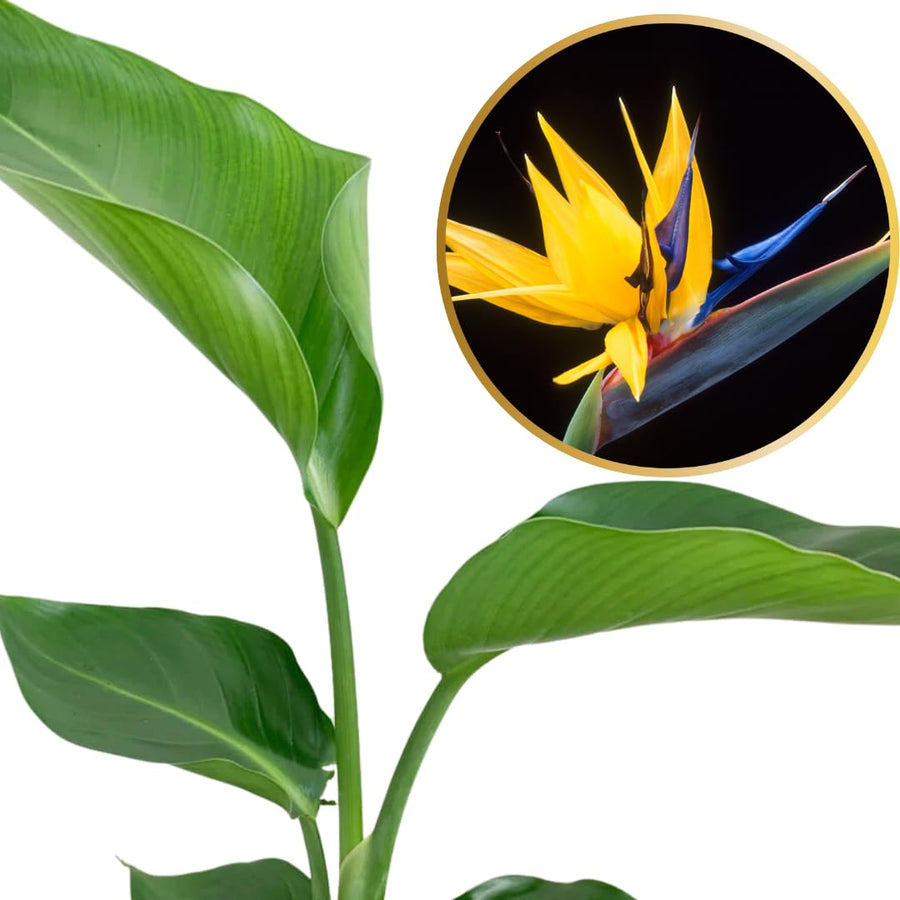 Bird of Paradise Plant Live, 5" to 12" Tall, Established Roots, Strelitzia Reginae Live Plant Houseplant Indoor Outdoor (Yellow)