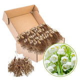 10 Lily of The Valley Roots, Perennial Lily Flower Plant, Lily of The Valley Rhizomes Garden Indoor Outdoor