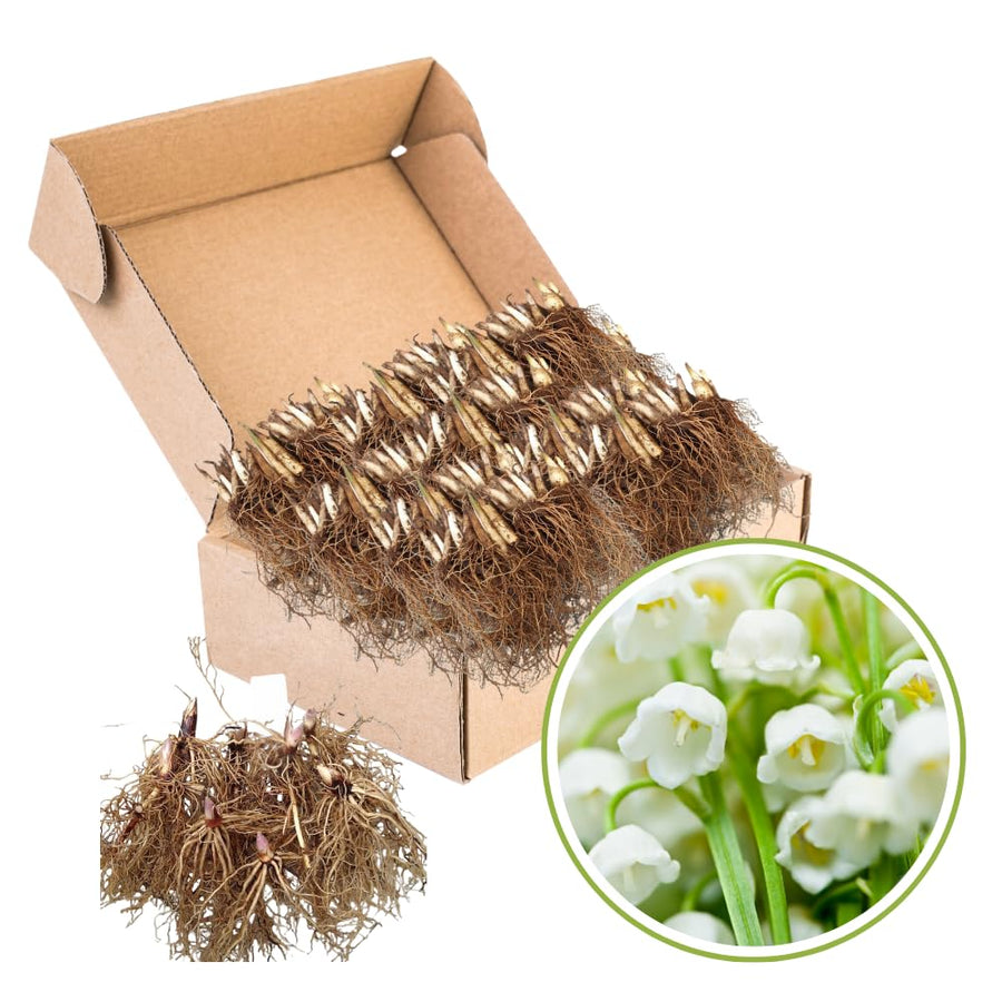 10 Lily of The Valley Roots, Perennial Lily Flower Plant, Lily of The Valley Rhizomes Garden Indoor Outdoor