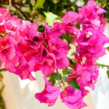 2 Trailing Bougainvillea Plants Live, Hardy Flowering Bougainvillea Plants for Hanging Basket, Container Growing, 4-8 Inches Tall (Pinkish)