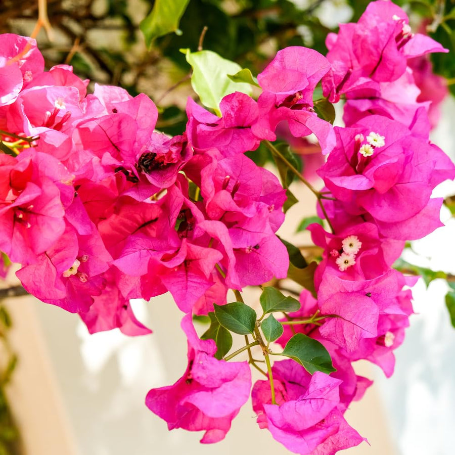 2 Trailing Bougainvillea Plants Live, Hardy Flowering Bougainvillea Plants for Hanging Basket, Container Growing, 4-8 Inches Tall (Pinkish)