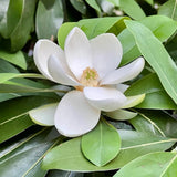 Sweetbay Magnolia Plant Live, Well Rooted Magnolia Flowering Tree in Gallon Pot, Fragrant Blooms, Outdoor or Container