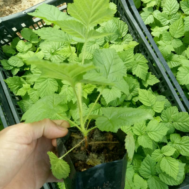 Set 2 Thornless BlackBerry Bushes Live Plants, Edible Blackberries Fruit Tree, 4-8 Inch, Outdoor and Container Growing - Triple Crown