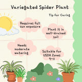 Spider Variegated Live Plant, Spider Plant, Variegated Spider Houseplant, 2-4'' Tall, Live Indoor Plant for Home and Office, Chlorophytum Comosum, No Pot