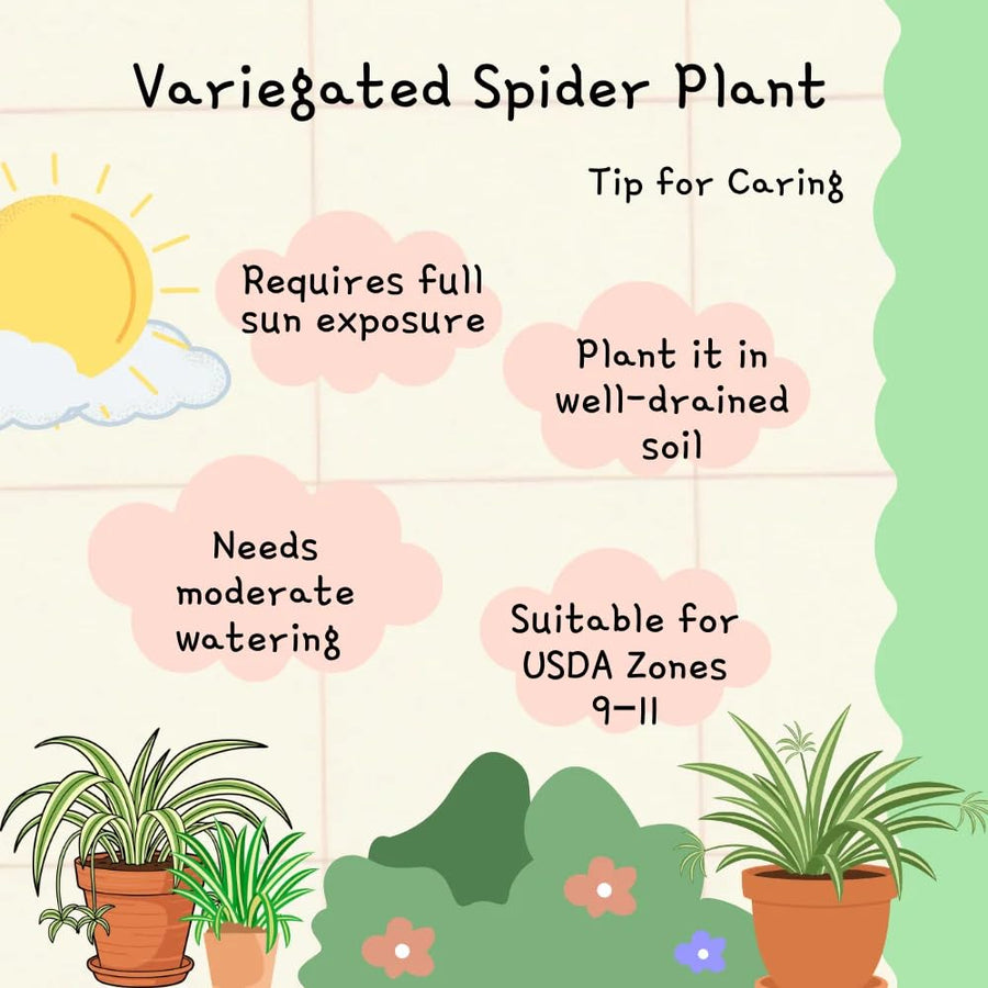 Spider Variegated Live Plant, Spider Plant, Variegated Spider Houseplant, 2-4'' Tall, Live Indoor Plant for Home and Office, Chlorophytum Comosum, No Pot