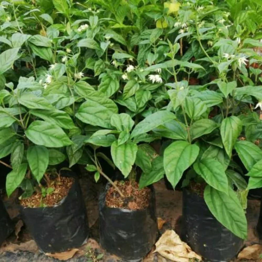 2 Bleeding Heart Vine to Grow 5 to 9 Inch Tall, Clerodendrum Bleeding Heart Live Plants Well Rooted, Fragrant Bleeding Heart Tree (Mix Bleeding Heart Plants)