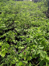 Moringa Tree Live Plant, Malunggay Moring Plant in 4" Pot, 7-10" Well-Rooted, Drumstick Horseradish Trees Live Plants for Planting, No CA