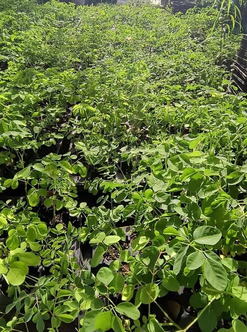Moringa Tree Live Plant, Malunggay Moring Plant in 4" Pot, 7-10" Well-Rooted, Drumstick Horseradish Trees Live Plants for Planting, No CA