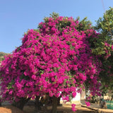 Set of 2 Trailing Bougainvillea Plants Live, Dark Purple Bougainvillea Flowering Vines, 5-10” Tall, Well-Rooted Bougainvillea