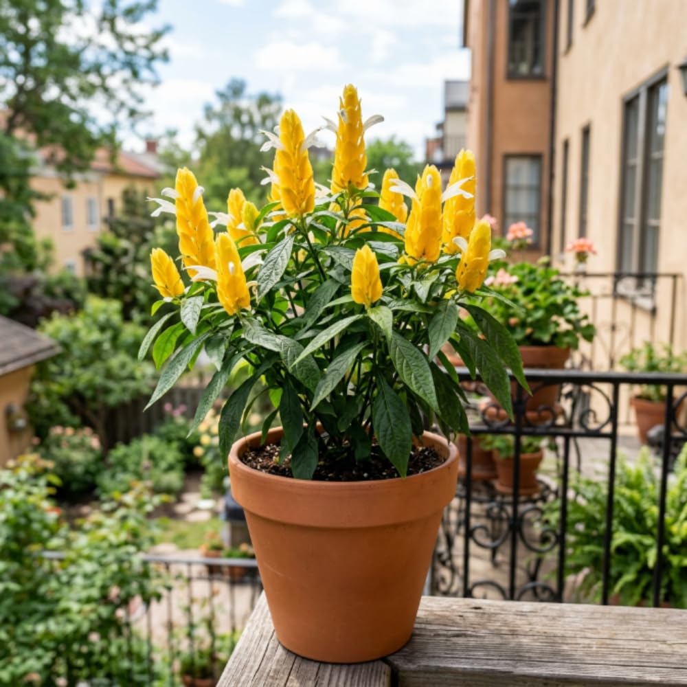 Shrimp Plant Live, Yellow Shrimp Plant, 5-7 Inc Tall, Tropical Flowering Plants for Indoor Outdoor Garden, No Pot