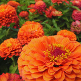 2 Orange Zinnia Plants Live, Zinnia Live Plants for Planting, Flower Plant, 4 Inches Pot