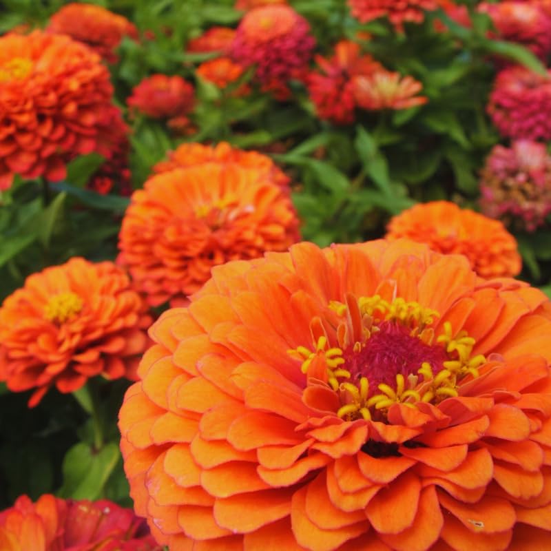 2 Orange Zinnia Plants Live, Zinnia Live Plants for Planting, Flower Plant, 4 Inches Pot