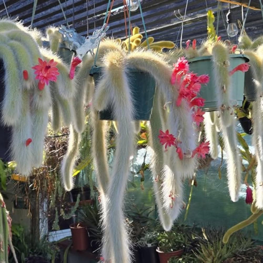 Trailing Monkey Tail Cactus Live Succulent, 10-15” Tall Rare Cactus Plant for Hanging Basket or Garden, No Pot Included