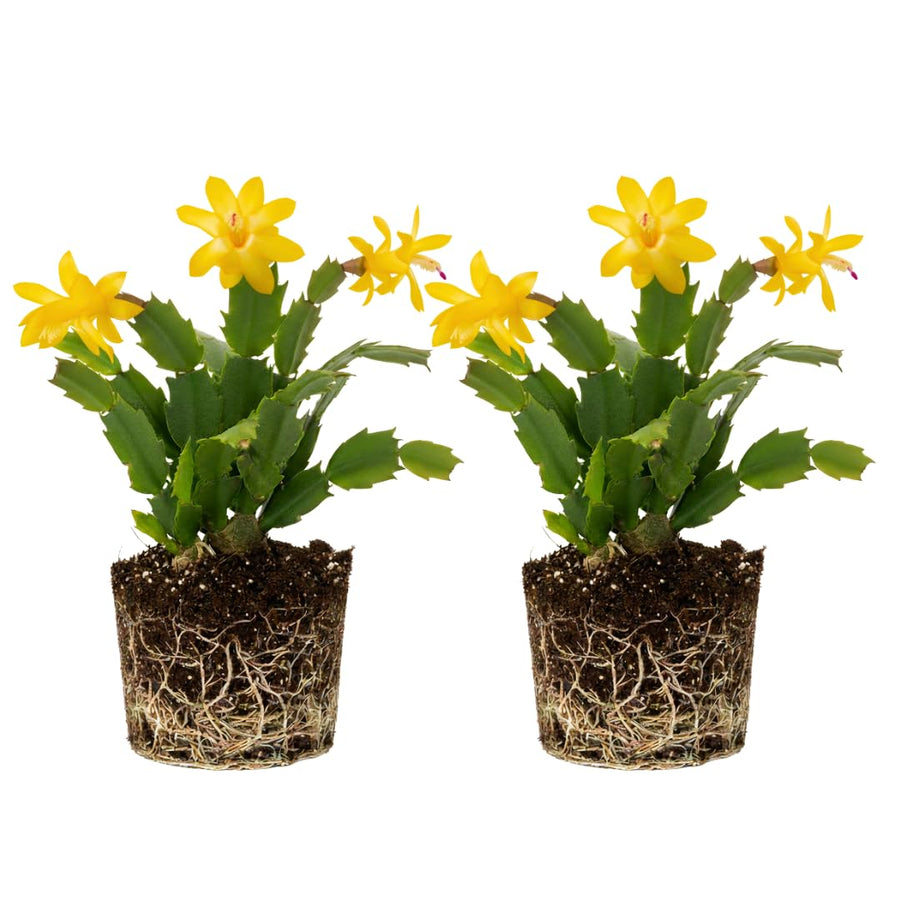 2 Live Yellow Christmas Cactus Plants, Yellow Christmas Cactus Plants Live, 4 to 6 Inch, Bare Root, Perennial Flower Holiday Succulent Plant, No Pot