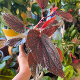Set 3 Begonias Live Plants, Pink Angel Wing Begonia Maculata White Polka Dot, No Pot, Starter 4 to 8 Inc Tall, Indoor Outdoor Houseplant