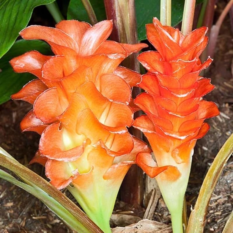 2 Mixed Ginger Plants Live for Planting, Tropical Flowering Plant for Garden or Patio, Hardy Ginger Plant No Pot, 5-9" Height