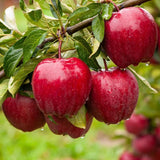 Apple Tree Live Plant, Apple Plant Live for Planting, Bareroot 2 Feet Tall, Apple Fruit Tree Ready to Grow Your Garden (Red Delicious Apple)