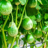 Pack of 100 Green Round Eggplant Seeds for Planting, Assorted Eggplant Vegetable Seeds for Outdoor Gardening, Suitable for Home Garden Beds, Raised Beds, or Containers