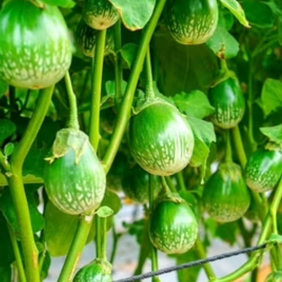 Pack of 100 Green Round Eggplant Seeds for Planting, Assorted Eggplant Vegetable Seeds for Outdoor Gardening, Suitable for Home Garden Beds, Raised Beds, or Containers