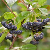 Set of 12 Chokeberry Cuttings for Planting, Black Aronia Bare Root, Sweet Edible Fruit, Ready to Grow, Suitable for Outdoor Garden