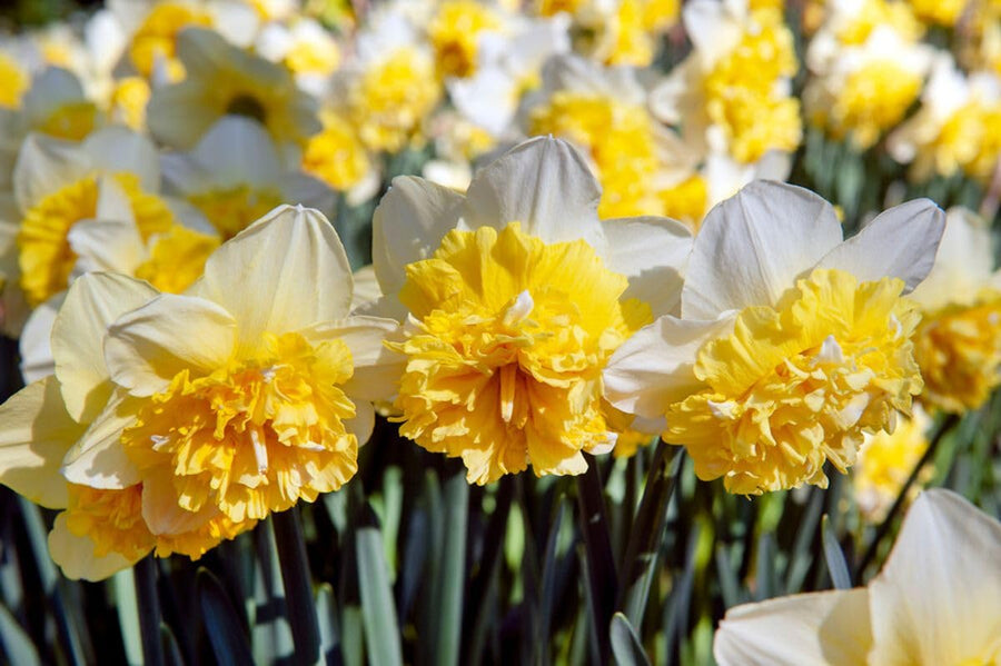 Set 30 Daffodil Bulls for Planting, Top Size Narcissus Flower Bulbs, Perennial Spring Flowers, Cold Hardy, Ideal for Gardens, Pots and Landscaping (Double White)