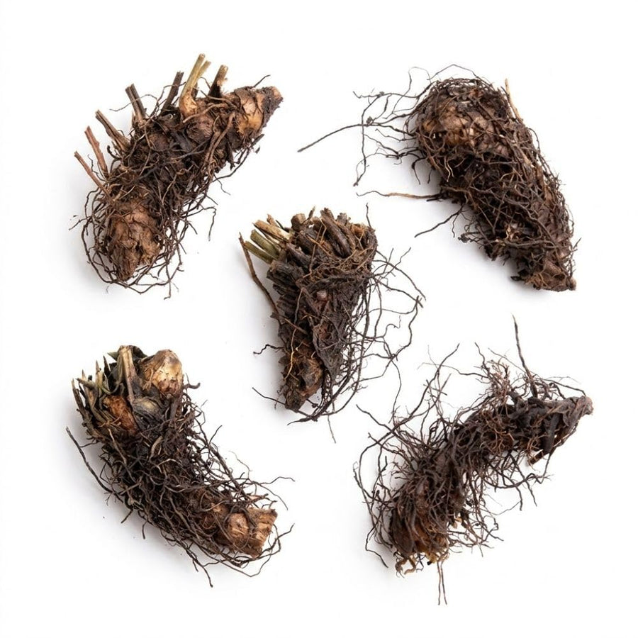 5 Lady Fern Rhizomes Plant, Fern Roots for Planting, Hardy Perennial Shade Garden Flowers