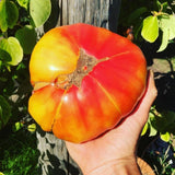 Lot 4 Tomato Plants Live for Planting Outdoors, Large and Juicy Tomatoes, Well Rooted, 6 to 8 Inch - Brandywine Pink