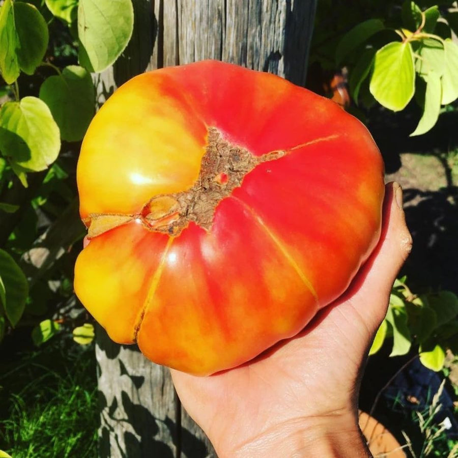 Lot 4 Tomato Plants Live for Planting Outdoors, Large and Juicy Tomatoes, Well Rooted, 6 to 8 Inch - Brandywine Pink
