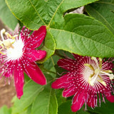 Burgundy Passion Flower Plant - Burgundy Passion Flower Vine Live Plant - Size 5 to 7 Inch Tall, Passiflora Flowers Starter Plant, Without Pot
