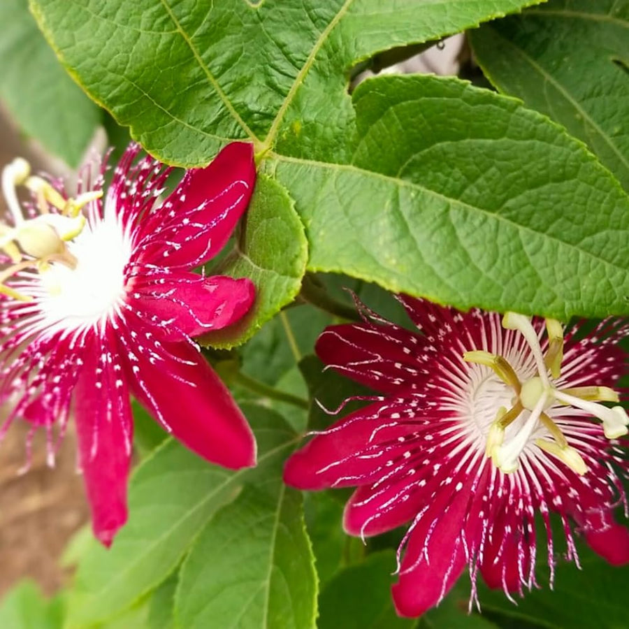 Burgundy Passion Flower Plant - Burgundy Passion Flower Vine Live Plant - Size 5 to 7 Inch Tall, Passiflora Flowers Starter Plant, Without Pot