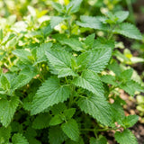 Pack of 4 Catnip Plants Live, Catnip Live Plants, 4-6 Inc Tall, Fragrant Herb Plant for Indoor Outdoor Containers and Herb Gardens