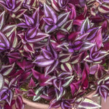 Wandering Jew Live Plant, Purple Tradescantia Zebrina Succulent Plant Live for Growing Hanging Basket Plant, 4 Inc Pot