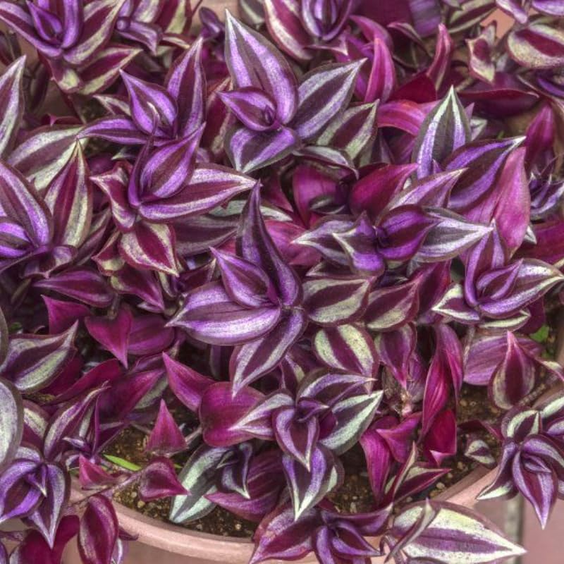 Wandering Jew Live Plant, Purple Tradescantia Zebrina Succulent Plant Live for Growing Hanging Basket Plant, 4 Inc Pot
