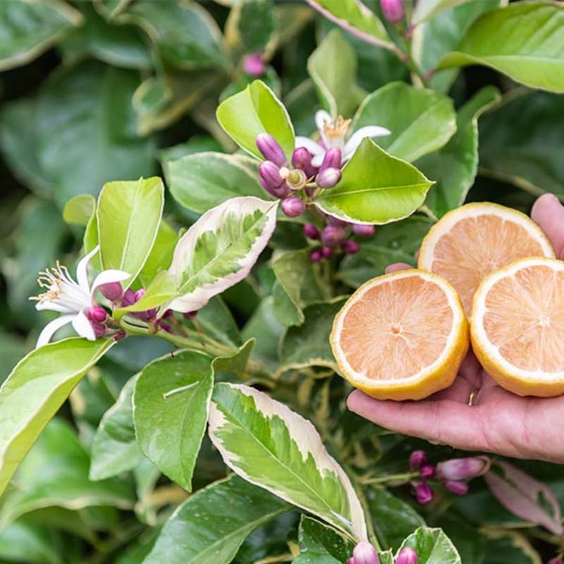 Variegated Pink Lemon Tree Live, Grafted Citrus Tree 3 Feet Tall, Pink Lemon Fruit Tree