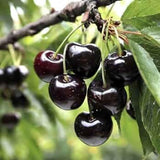 Black Cherry Tree Live Plant in Quart Pot, 6-15" in Tall Wild Cherry Plant Live for Spring Planting Outdoor