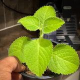 2 Herbs Cuban Oregano Live Plants Very Well-Rooted, Ready to Plant Outdoor Indoor, Vegetables Mexican Mint or Spanish Thyme