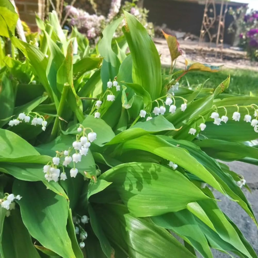 10 Lily of The Valley Roots, Perennial Lily Flower Plant, Lily of The Valley Rhizomes Garden Indoor Outdoor