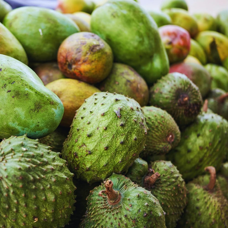 Annona Muricata Guanabana Soursop Tree Live Plant, 4 to 6 Inc Tall